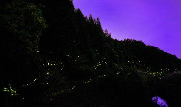 親子で体験,蛍と星空の観察イベント「OYAKO de KEIHOKU♪~蛍と星をさがしにいこう~」の開催