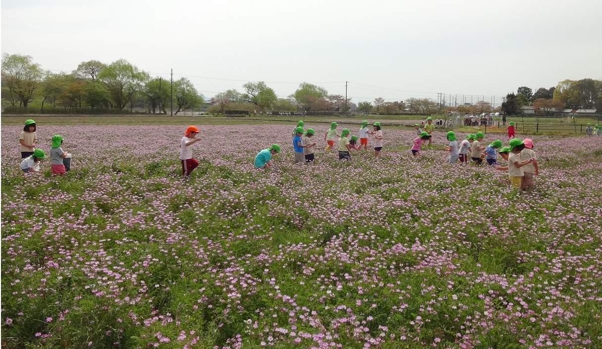 れんげを摘む会2018
