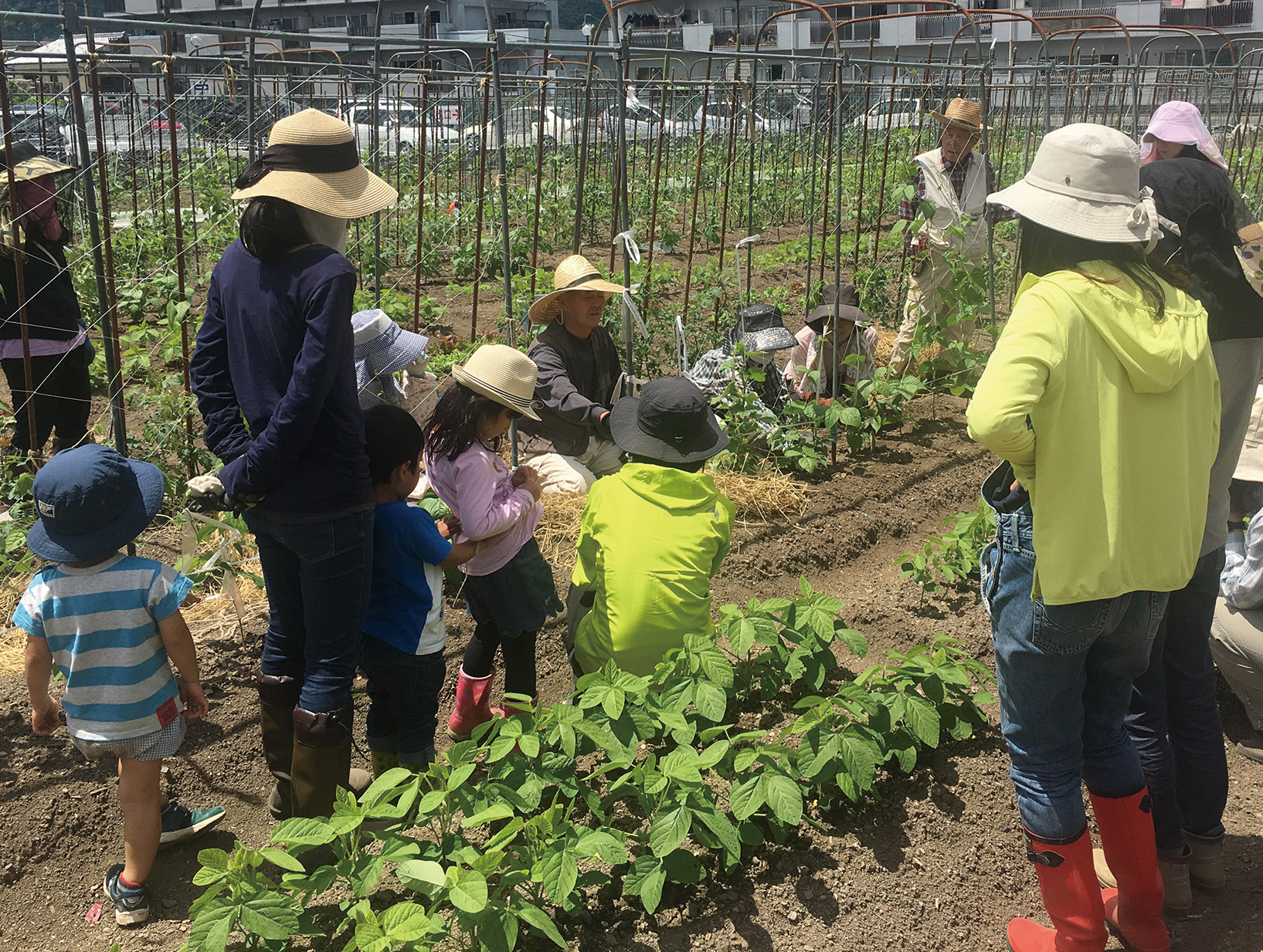 LLこども学校 ~親子で夏野菜の収穫体験☆採れたて野菜を食べよう!~