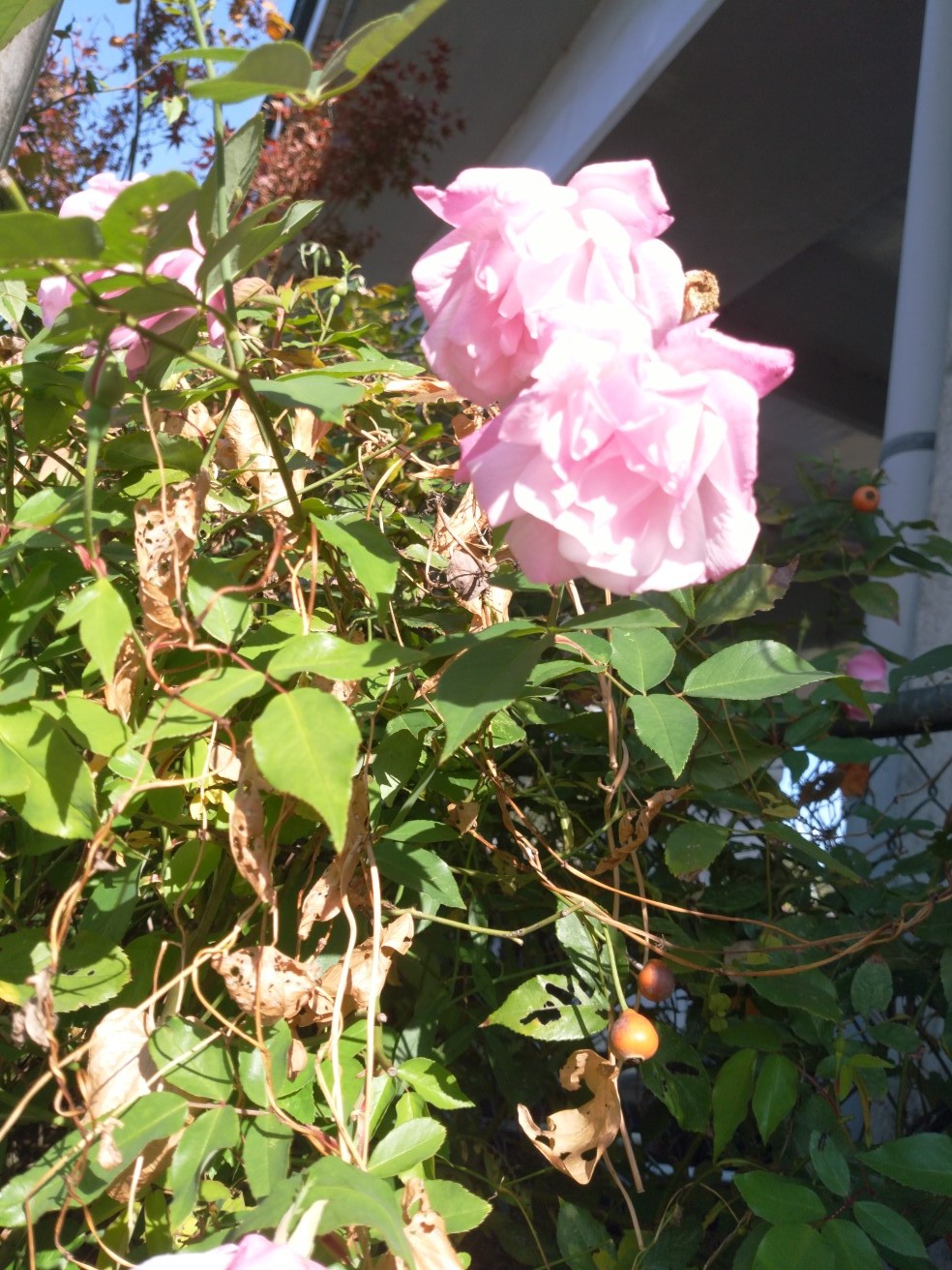 冬薔薇
