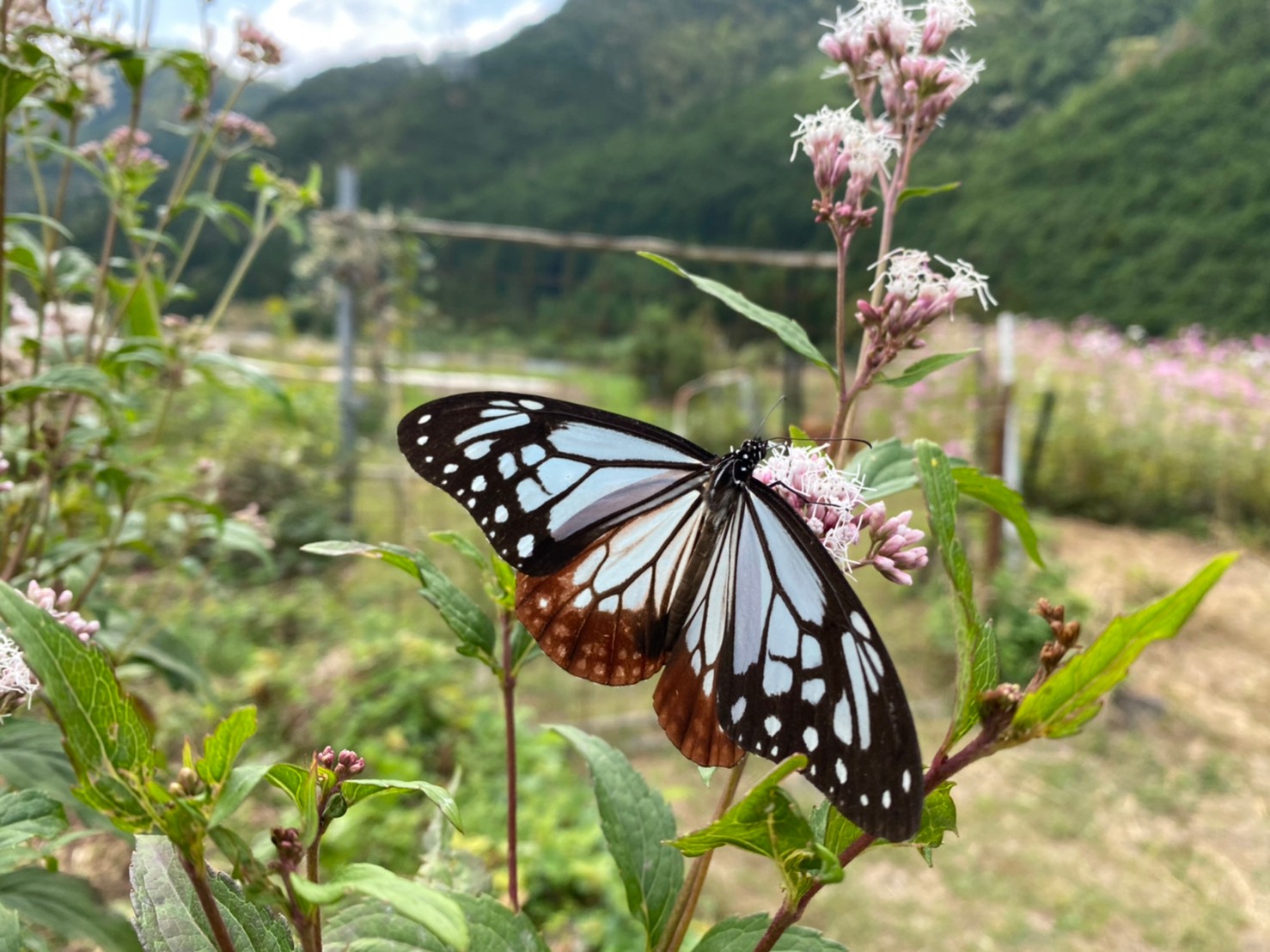 フジバカマ鑑賞会に行ってきました。