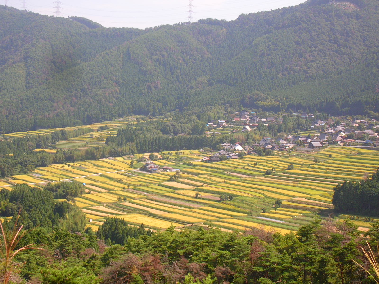 ふるさと納税「さとふる」の棚田特集ページに、宕陰地域が掲載されました！