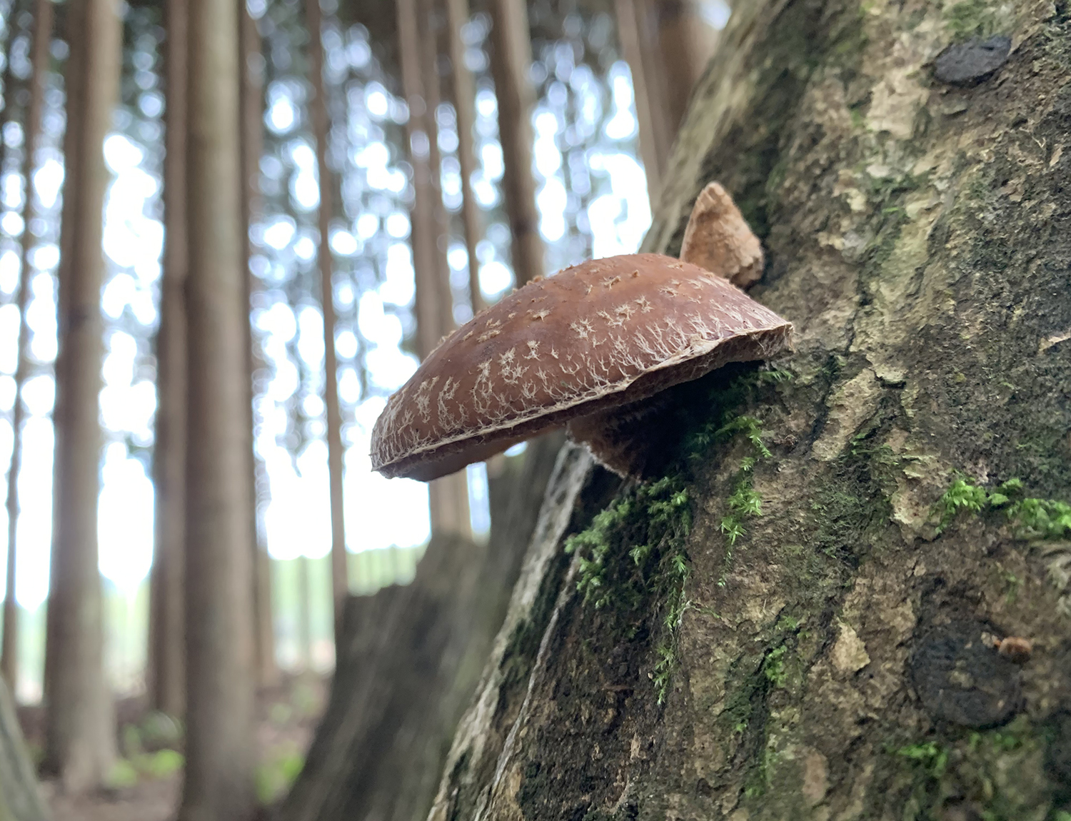 京北で続けている椎茸栽培