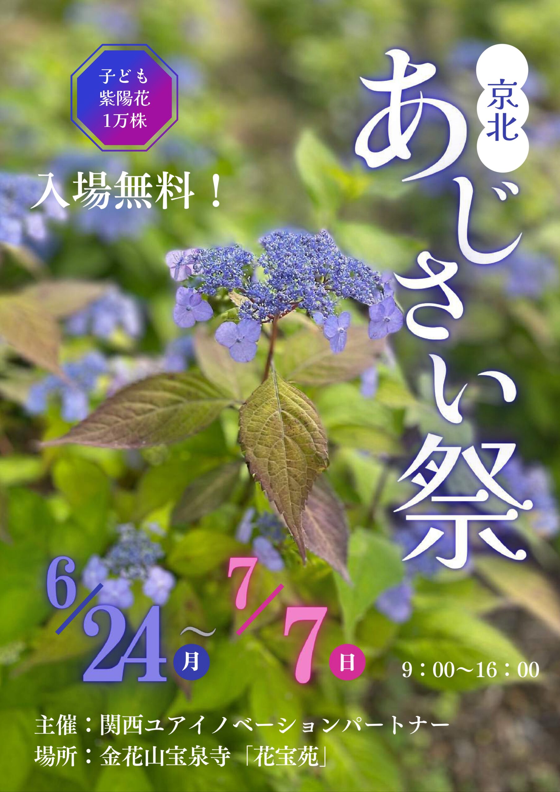 京都京北 宝泉寺「あじさい祭」