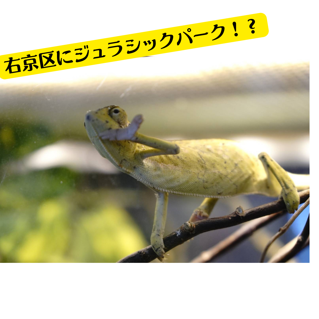 右京にジュラシックパーク！？「うわぁ、恐竜だ！」