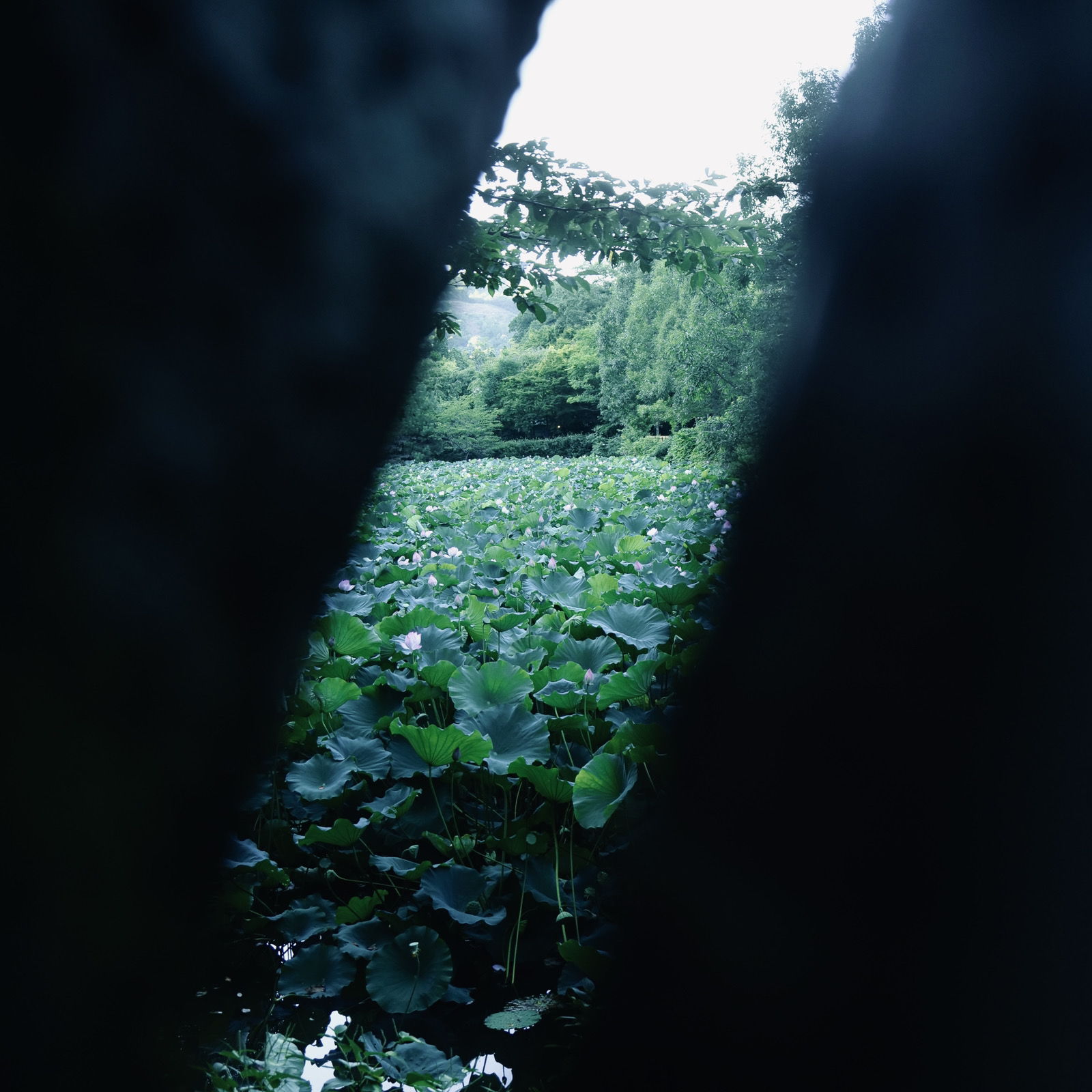 『小倉池と御髪神社』