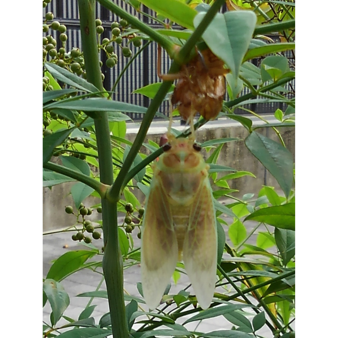 「夏休みの宿題は、昆虫採集でしょ！！」