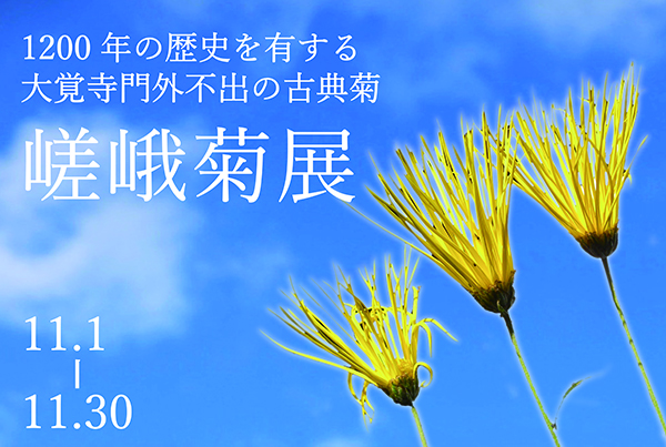 大覚寺「嵯峨菊展」