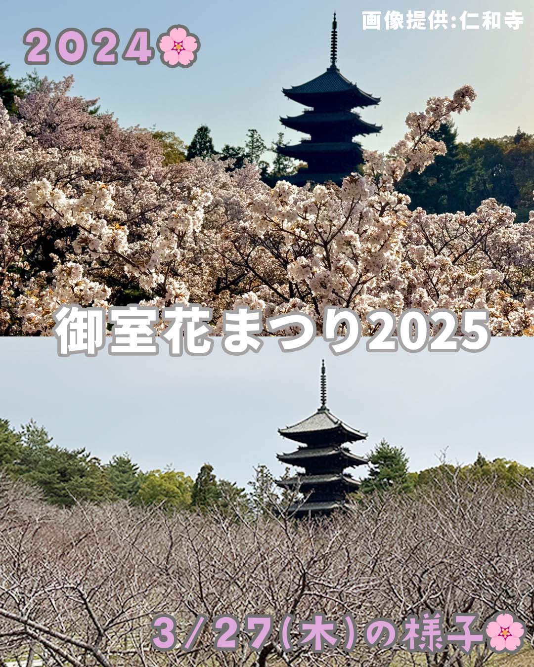 🌸御室花まつり2025🌸