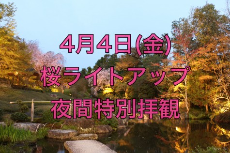【退蔵院】桜ライトアップ 夜間特別拝観 <嵐電連携企画>
