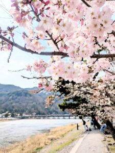 桜満開
