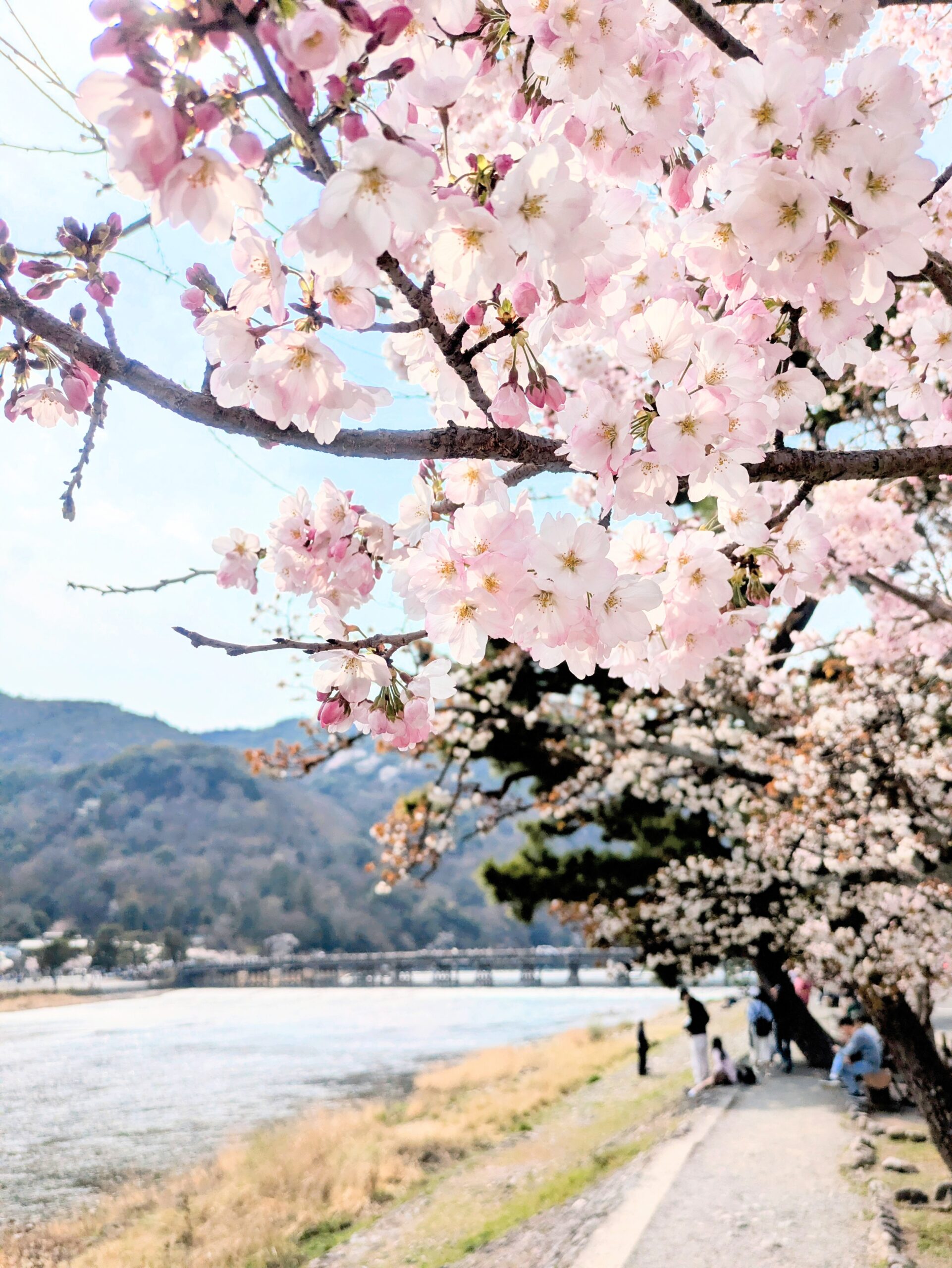桜満開