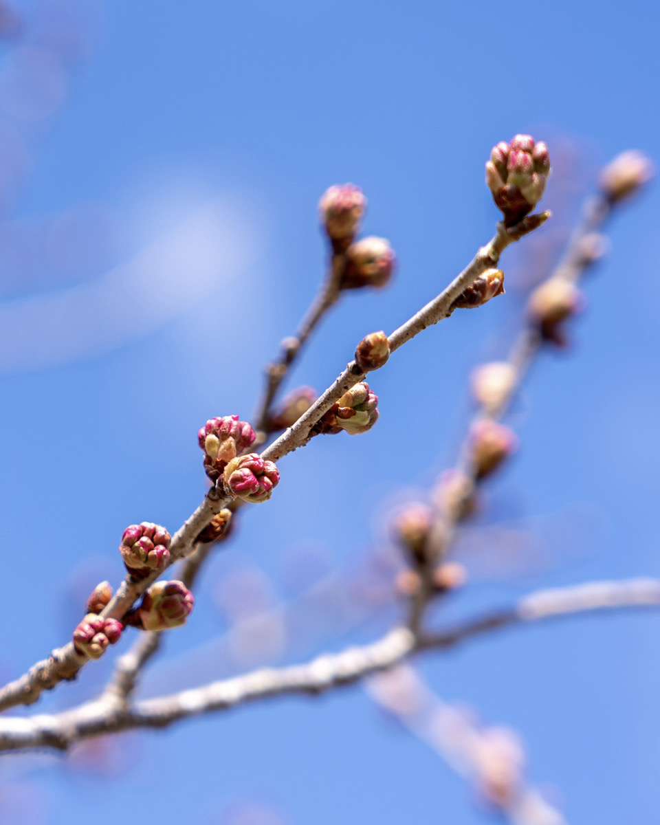 京北の桜